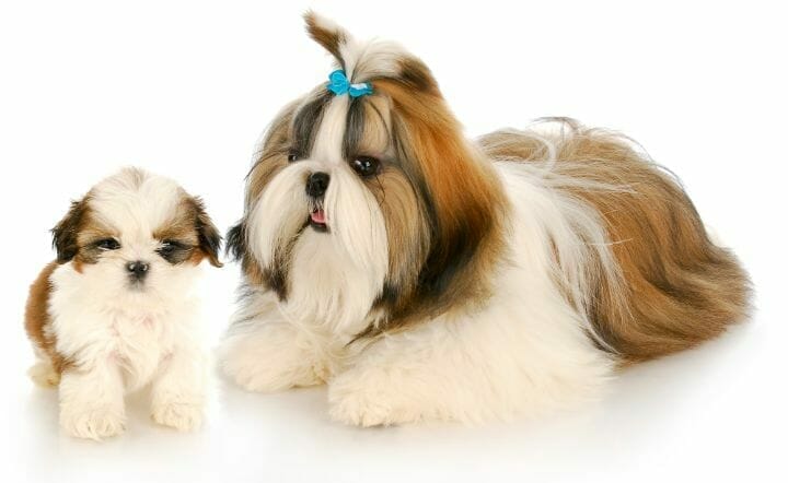 A mother Shih-Tzu and her puppy