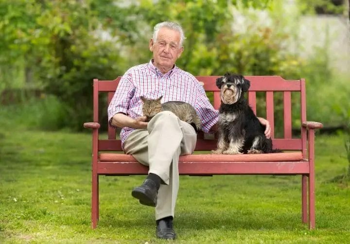Best Guard Dog for Elderly Standard Schnauzer RespectCareGivers