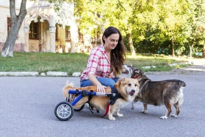 Best Wheelchairs For Dogs