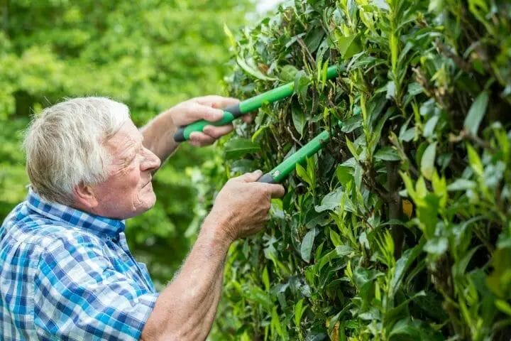 Best Gardening Tools for Seniors