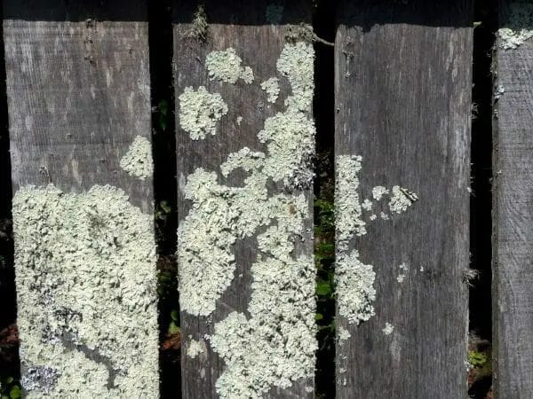 Mold on Wooden Fence